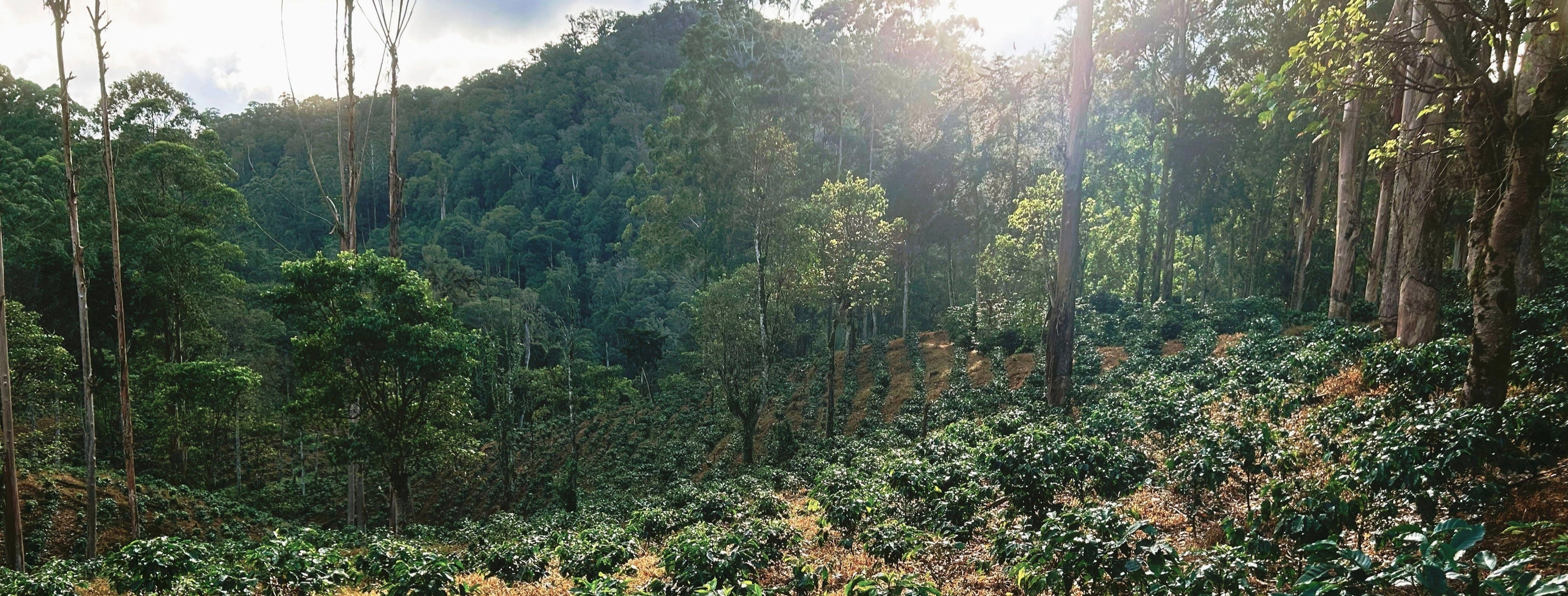 El Quetzal Coffee Co.