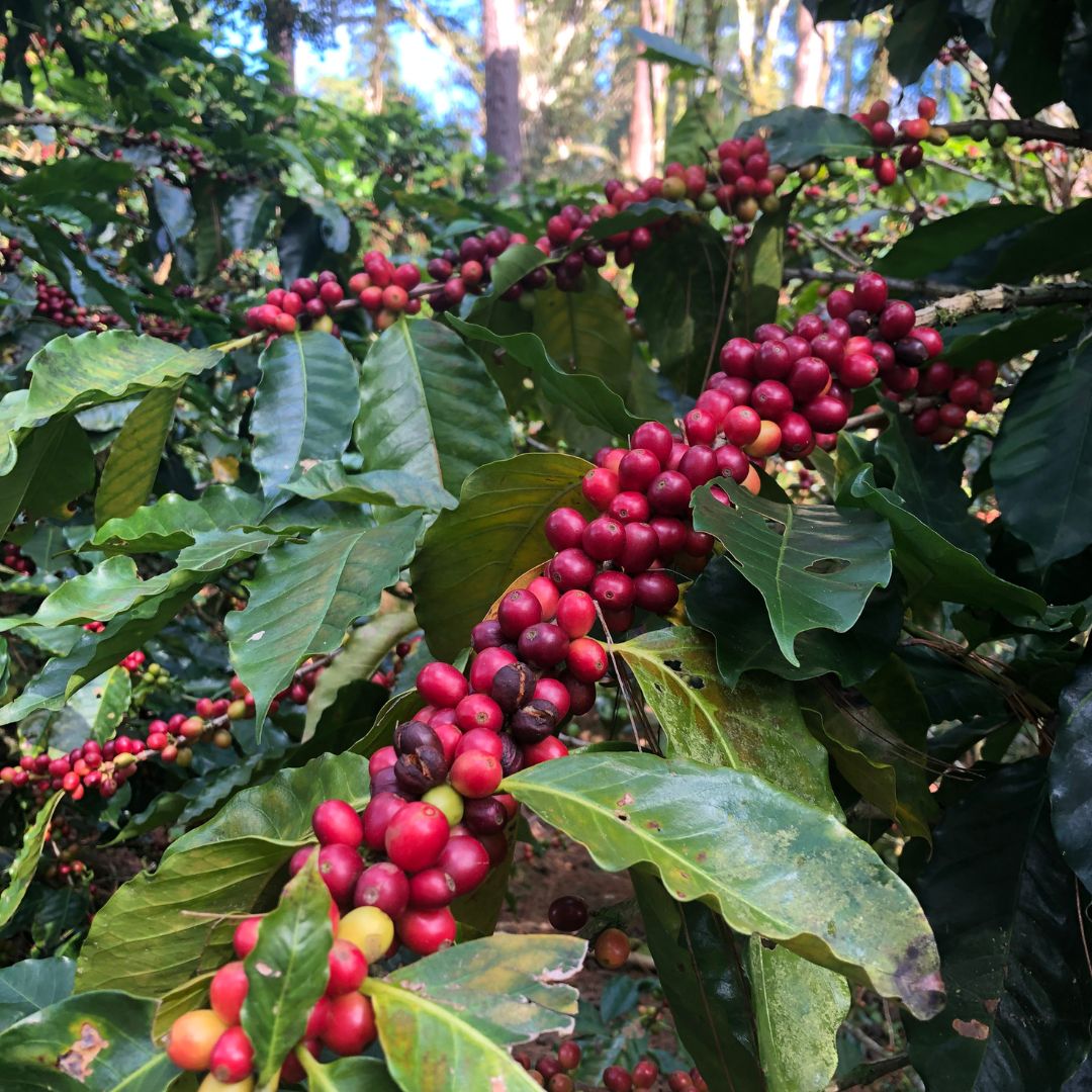 pacamara coffee cherries