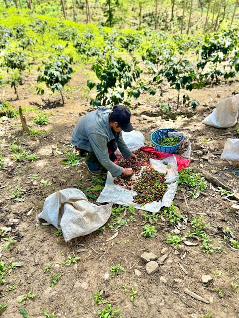 Coffee post-harvest processing at El Quetzal estate