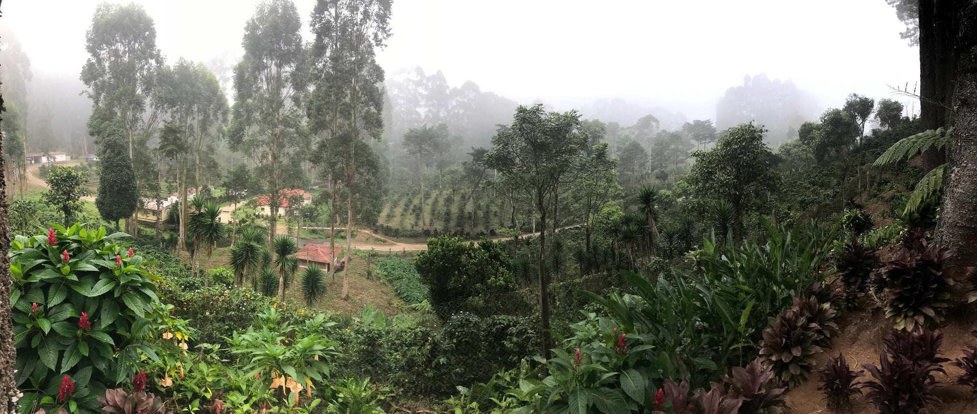 El Quetzal coffee estate updates
