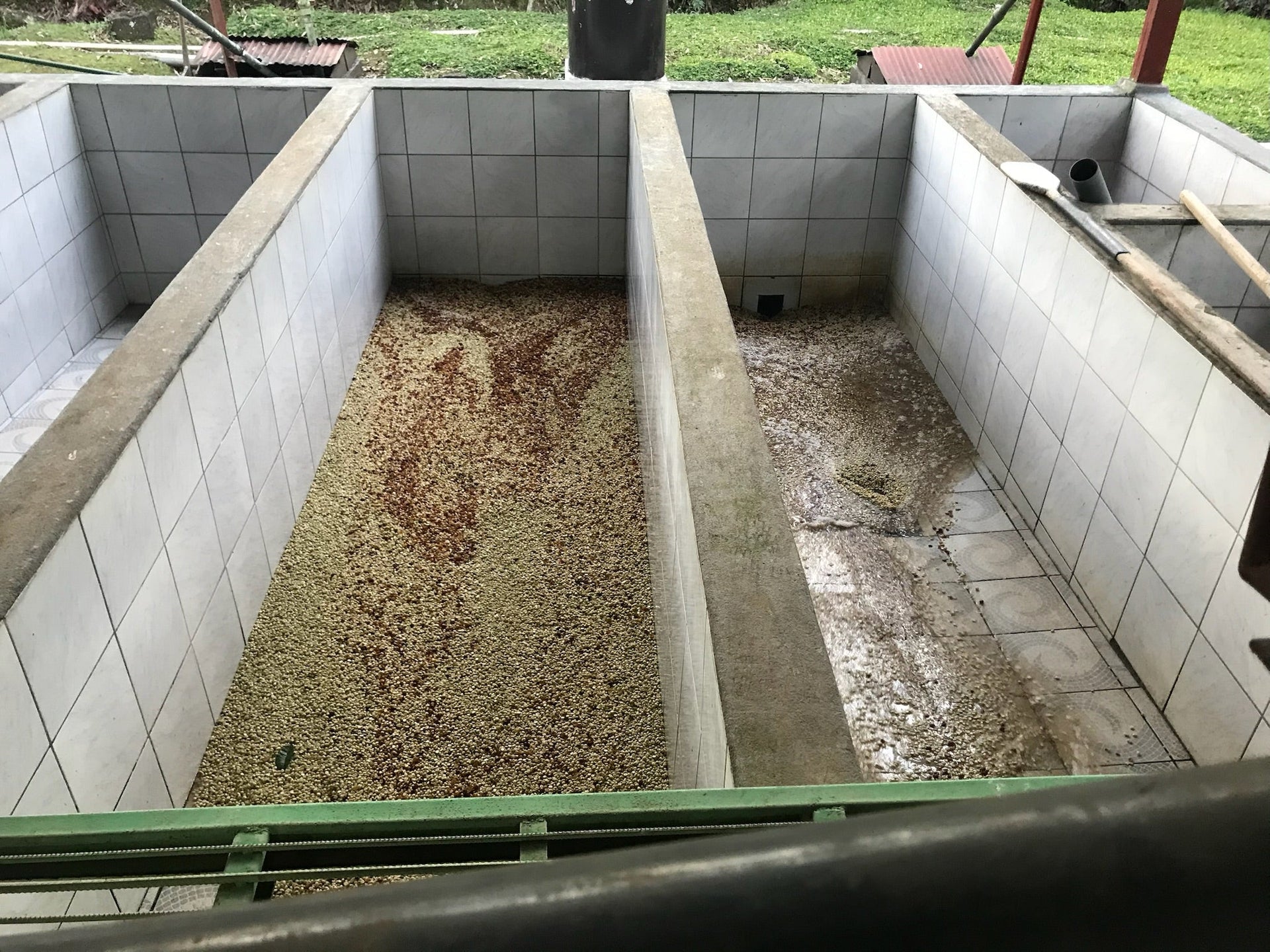 Coffee cherry harvesting and wet milling at El Quetzal