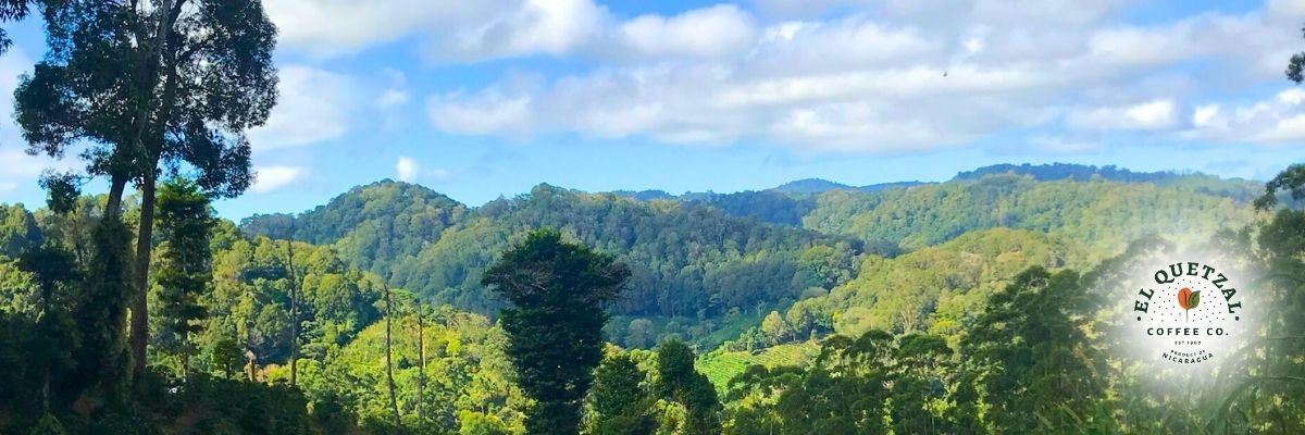 Mornings in Matagalpa with Yellow Catuai