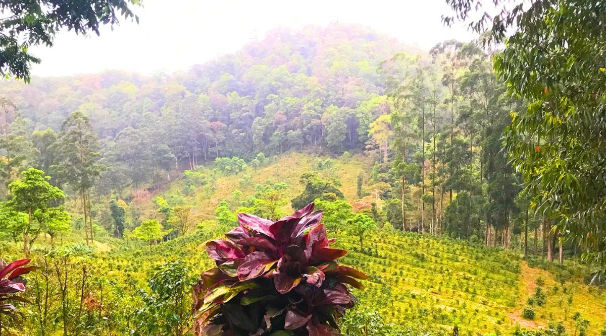 What Regenerative Farming in Coffee Looks Like in 2026