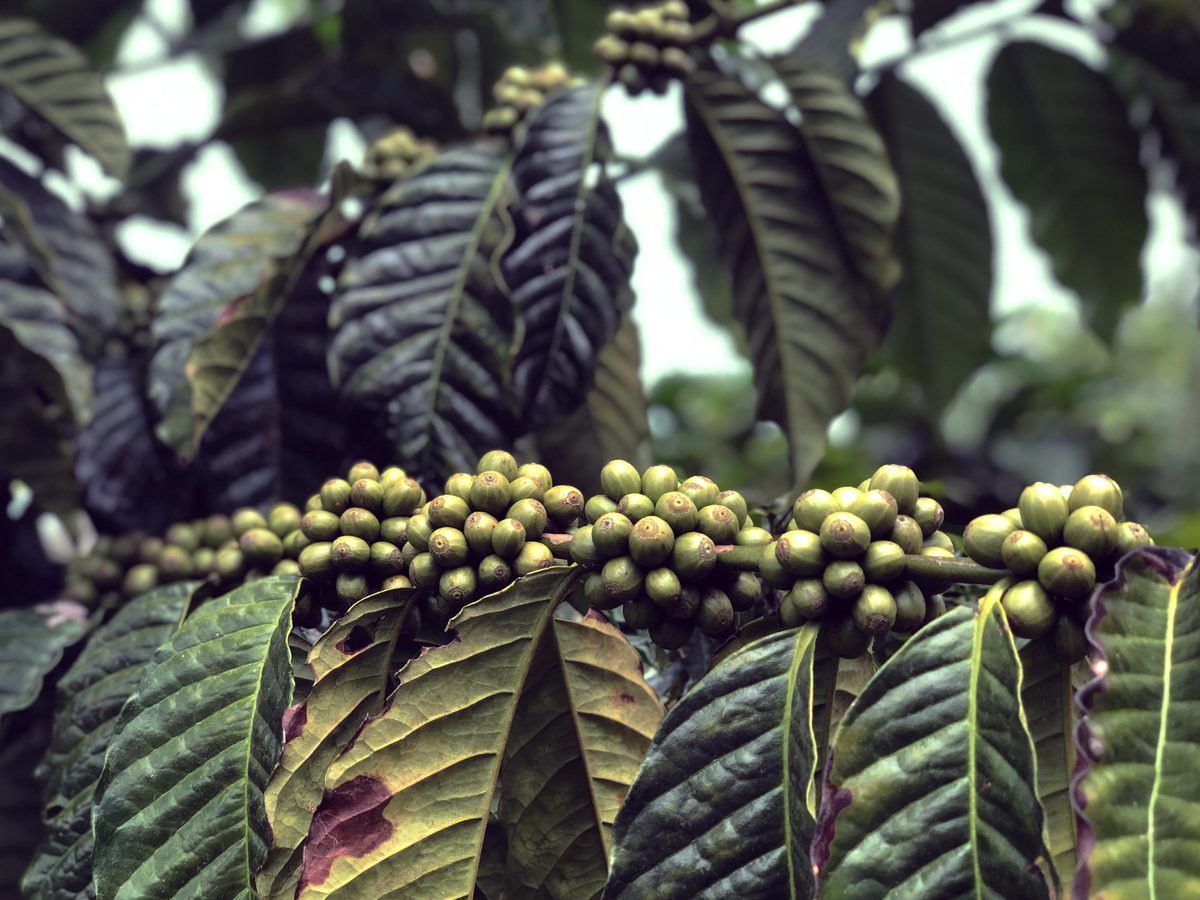 Geisha coffee beans from El Quetzal estate