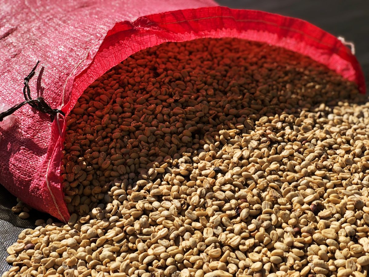 Why Yellow Catuai Coffee Deserves a Spot in Your Roastery—or on Your Home Brew Bar