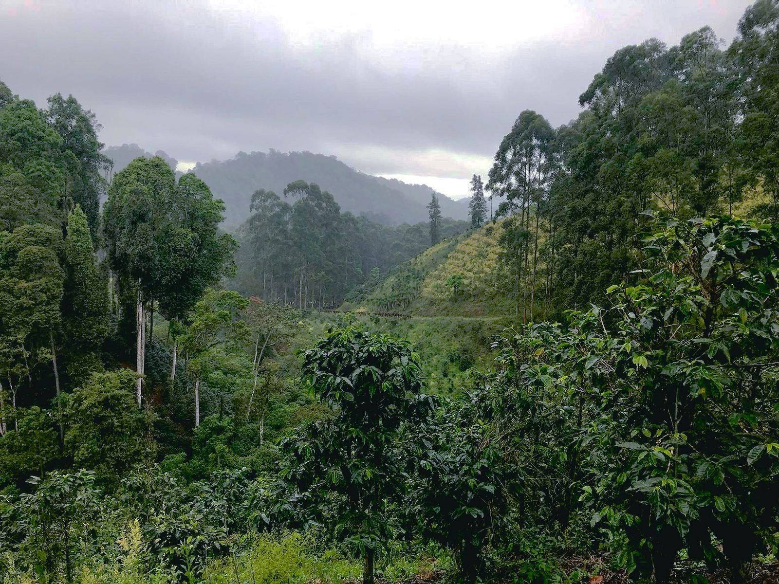 Coffee trees growing at El Quetzal estate in the Nicaraguan highlands