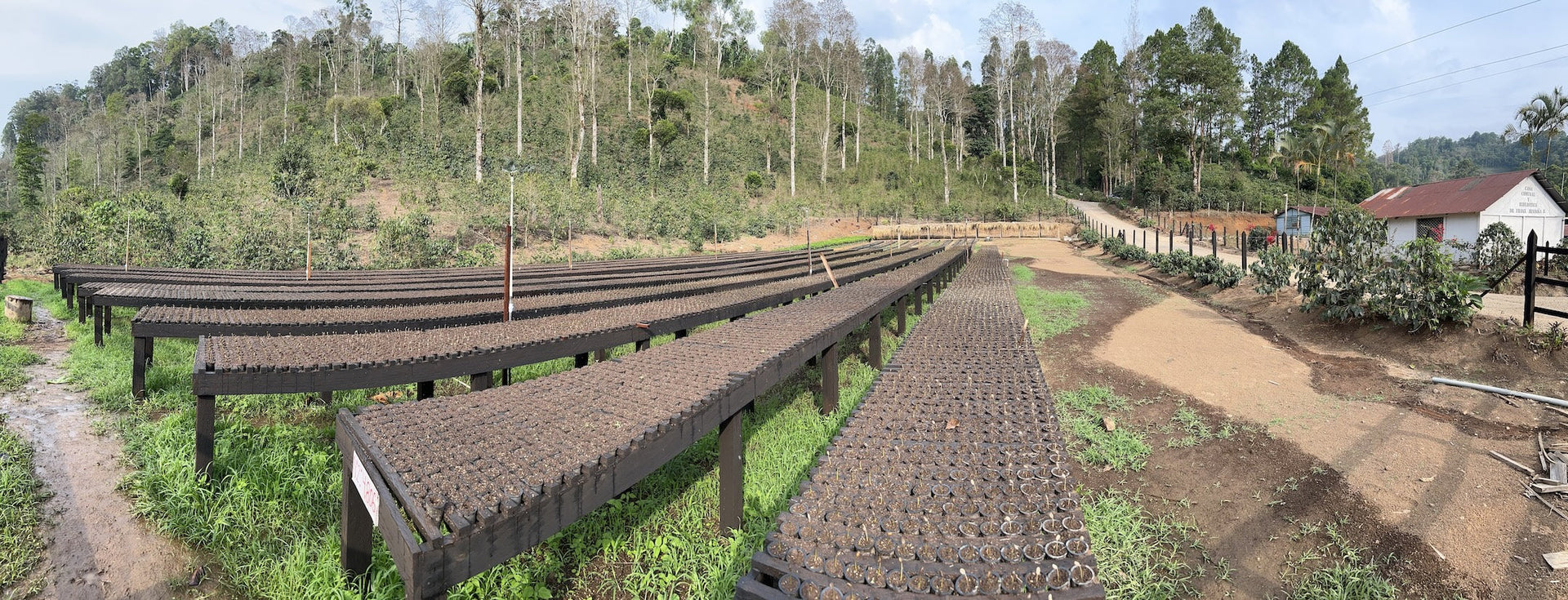 Nursery modernization at El Quetzal estate