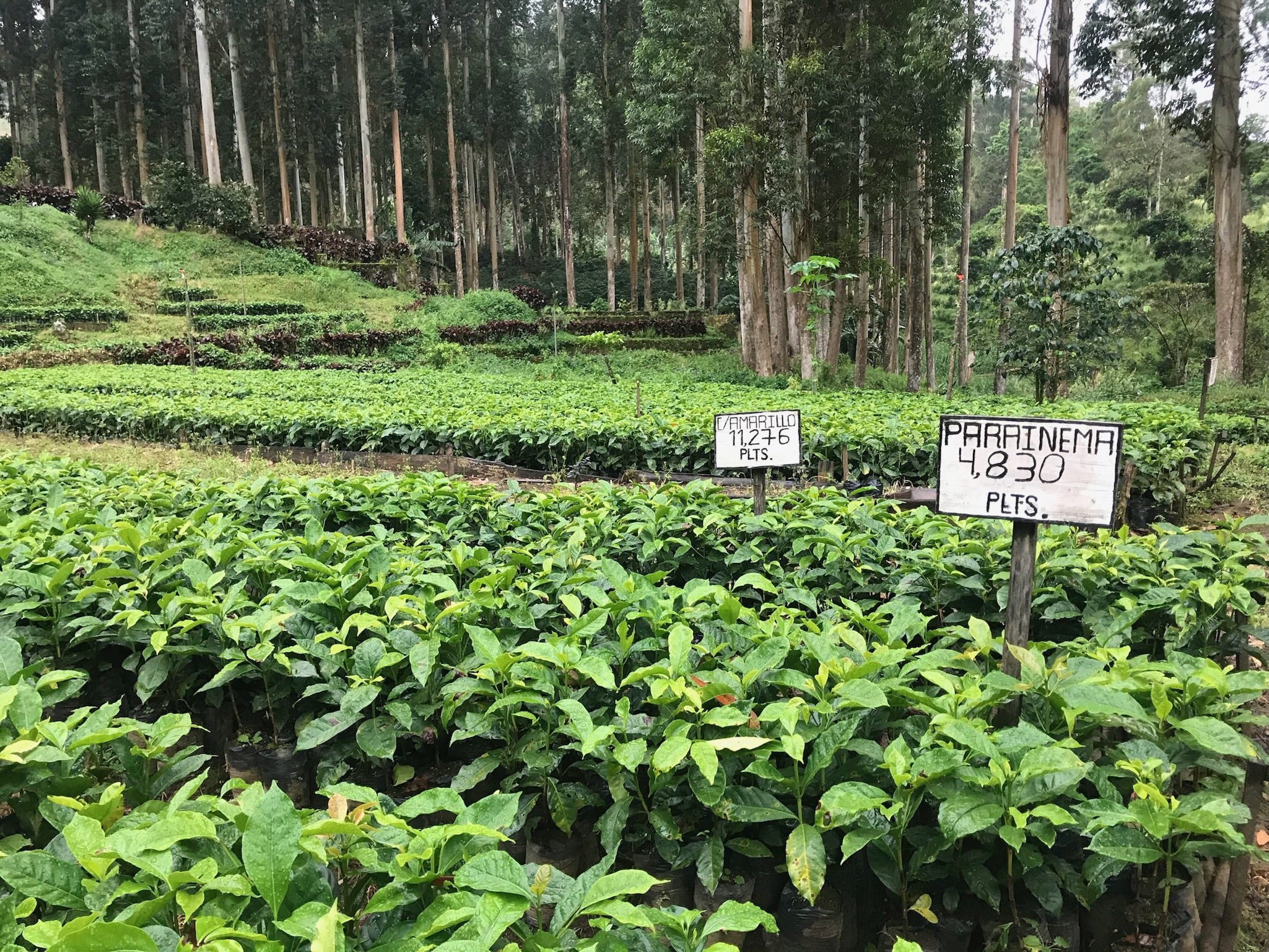 What is in a coffee varietal? Impact of the sun and disease.