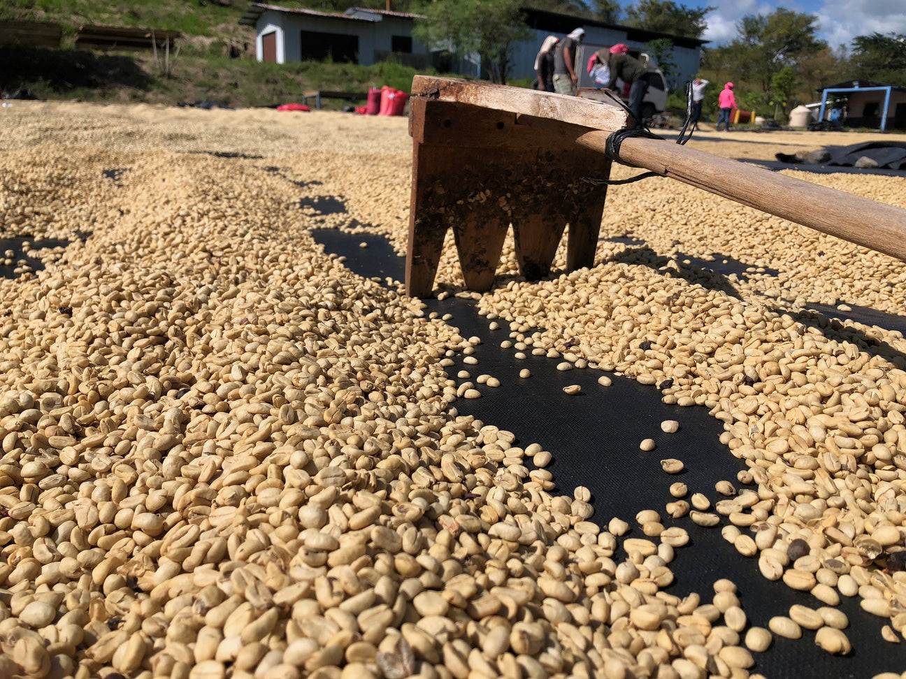 Patio drying coffee at Beneficio San Miguel Archangel