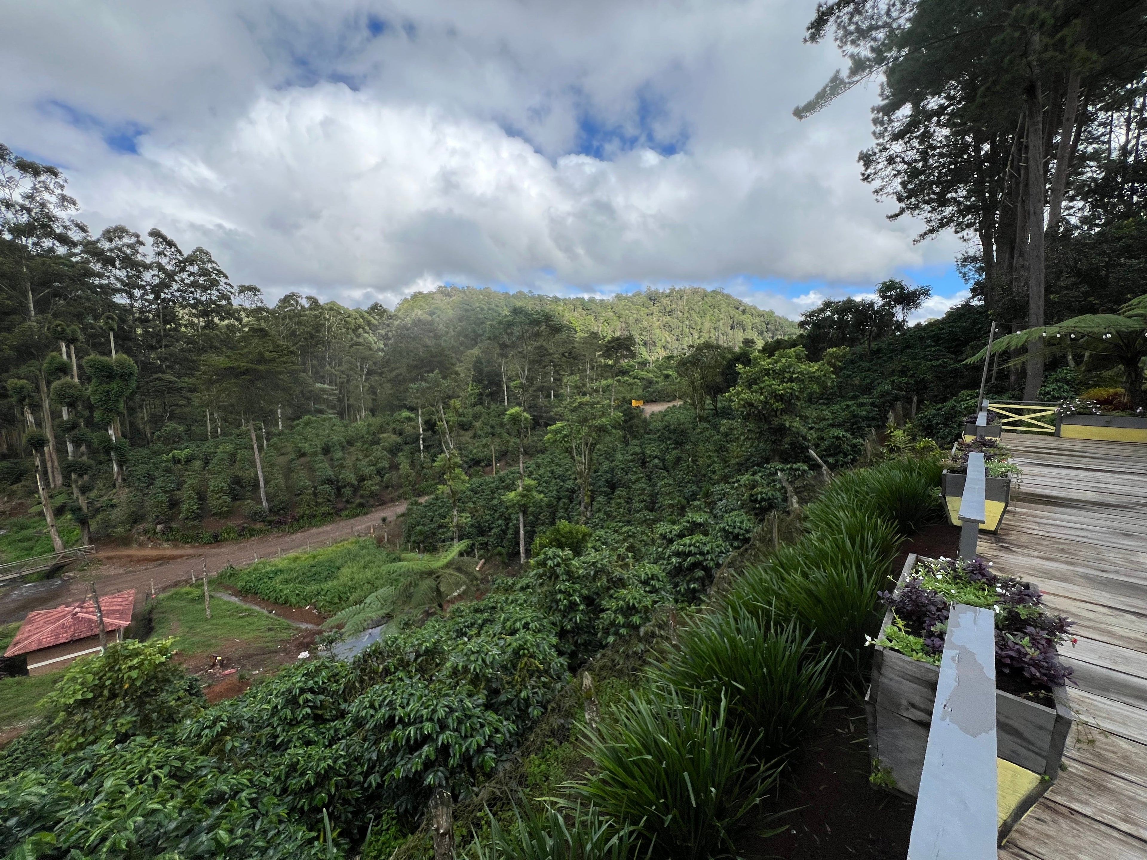 El Quetzal Estate | Reserve & Specialty Coffees Direct from the Farm