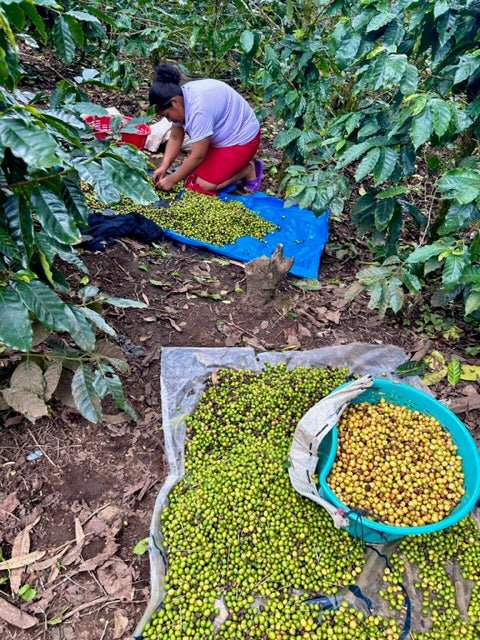 Yellow Catuai | Single varietal coffee from El Quetzal