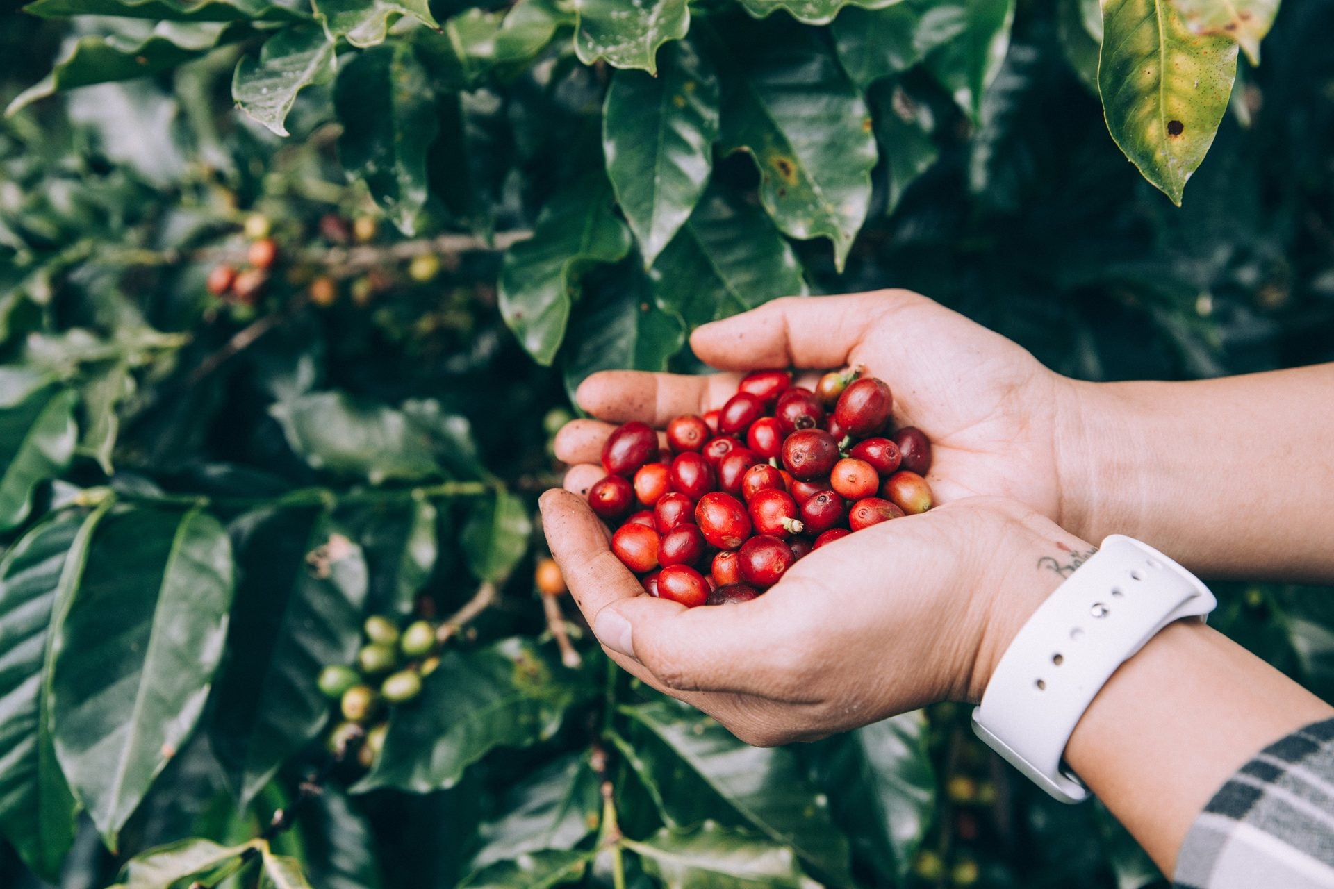 Geisha Coffee — Ultra-Premium Nicaraguan Microlot | El Quetzal | El ...