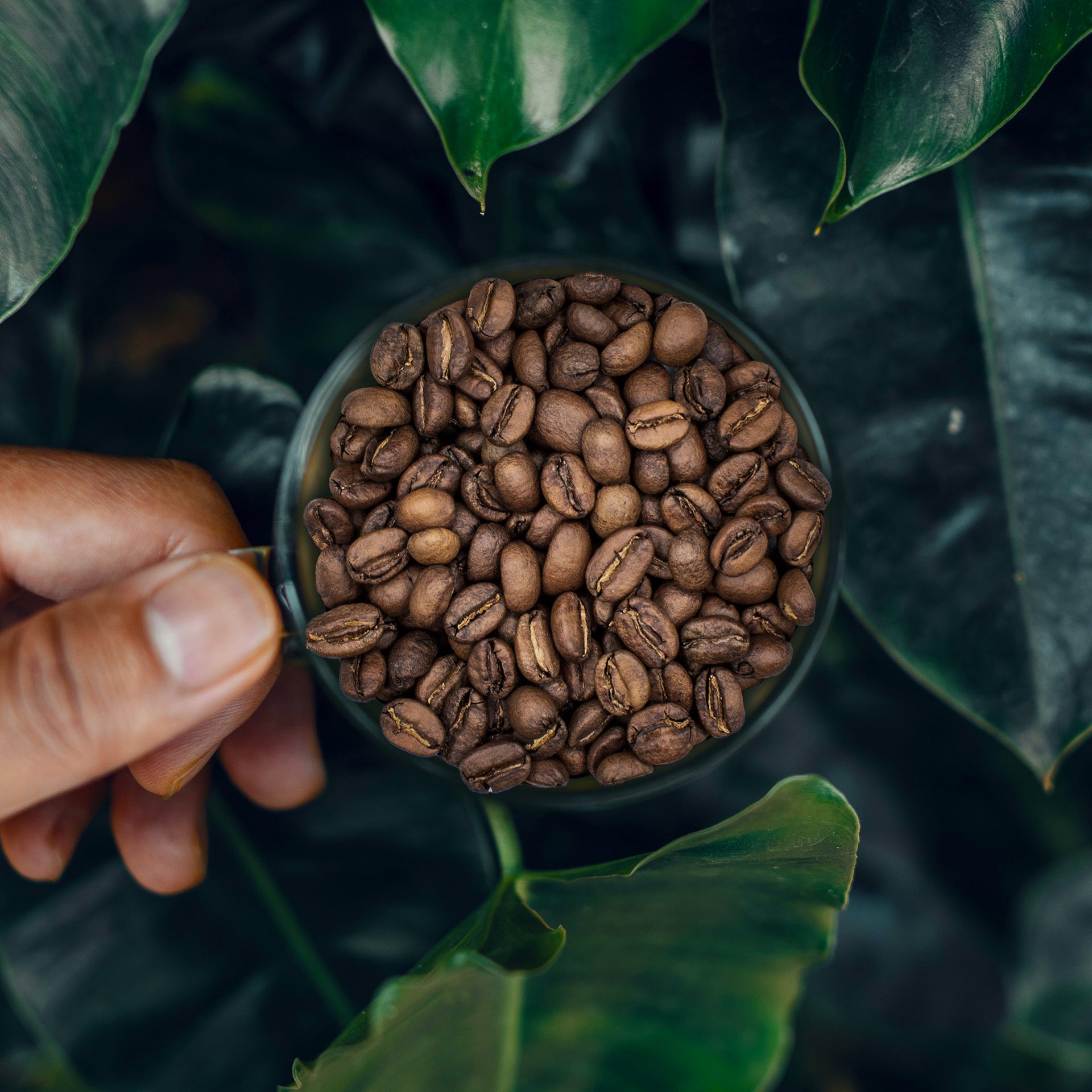 Geisha | Roasted Coffee | Washed