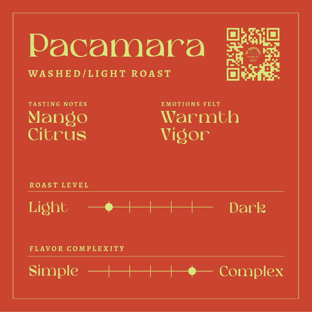 Pacamara Roasted Coffee | Washed Process