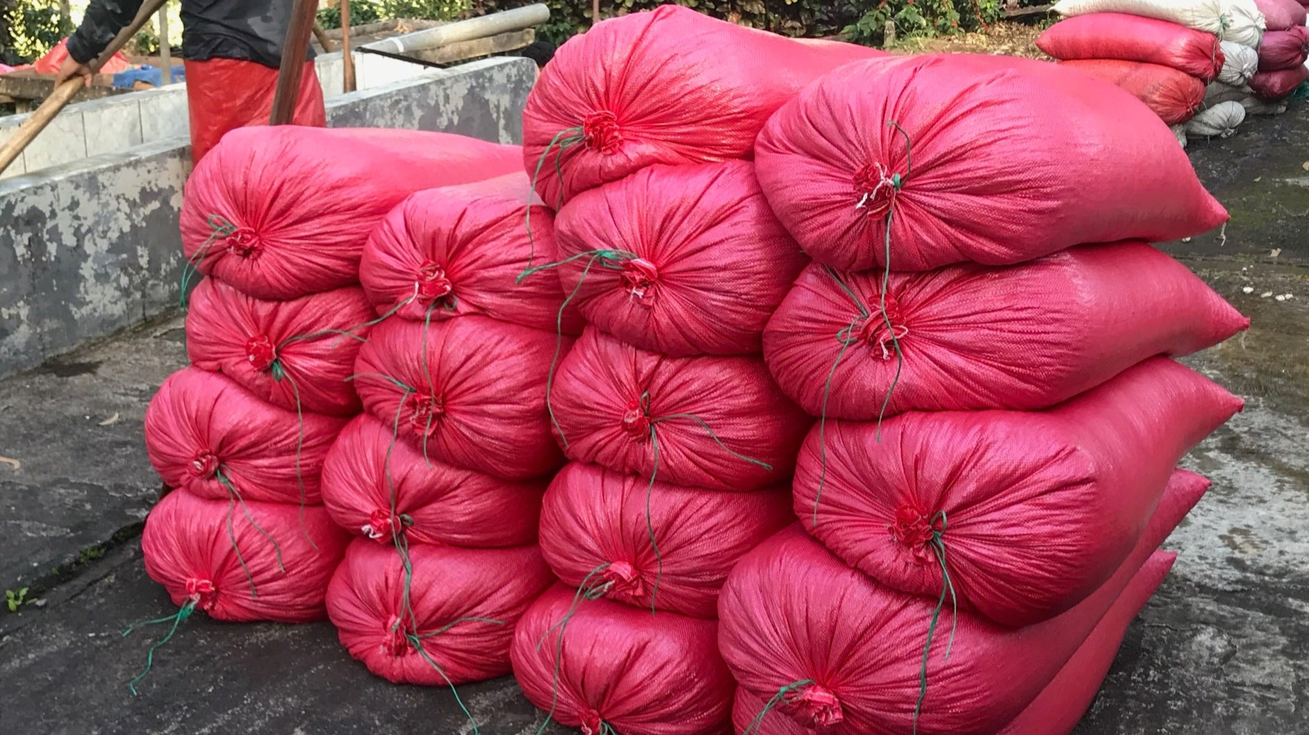 red stacks of picked and washed coffee bags